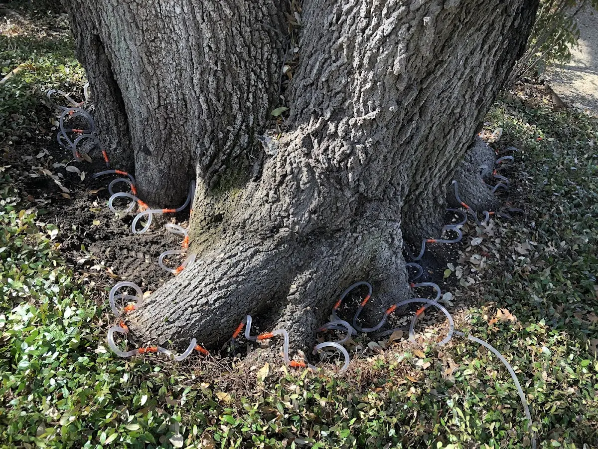 Detailed Tree Cabling and Bracing job site in Colville